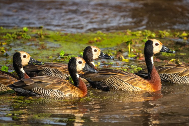 086 Amboseli Nationaal Park.jpg